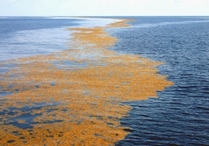 Sargasso nel Mar dei Sargassi